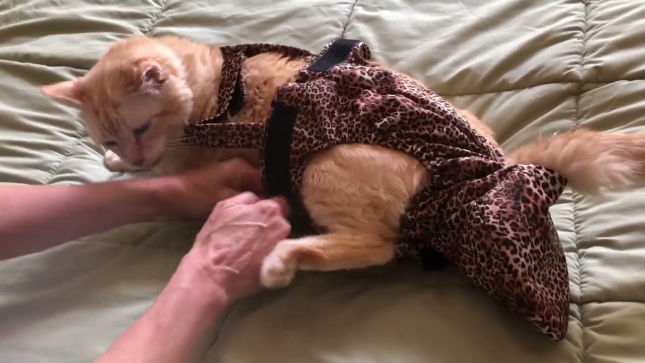 How to put the Diapurr cat diaper on your cat