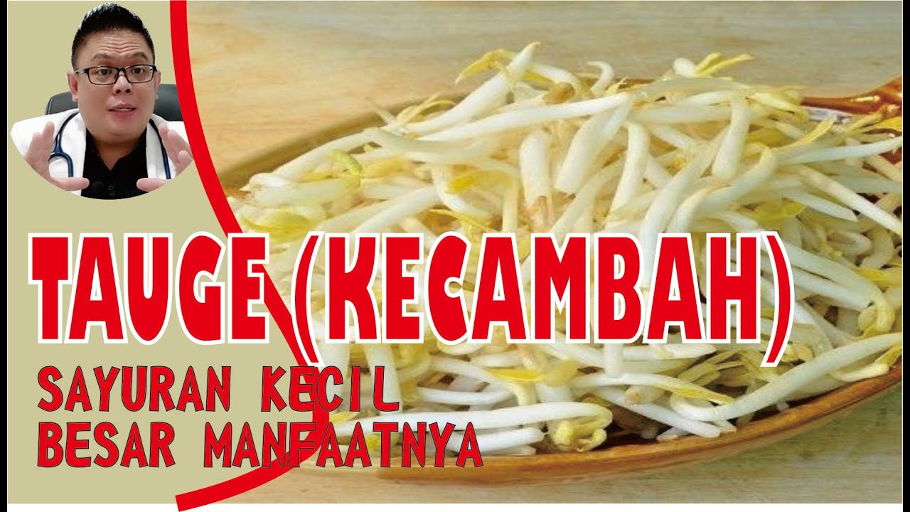 KHASIAT TAUGE UNTUK KESEHATAN