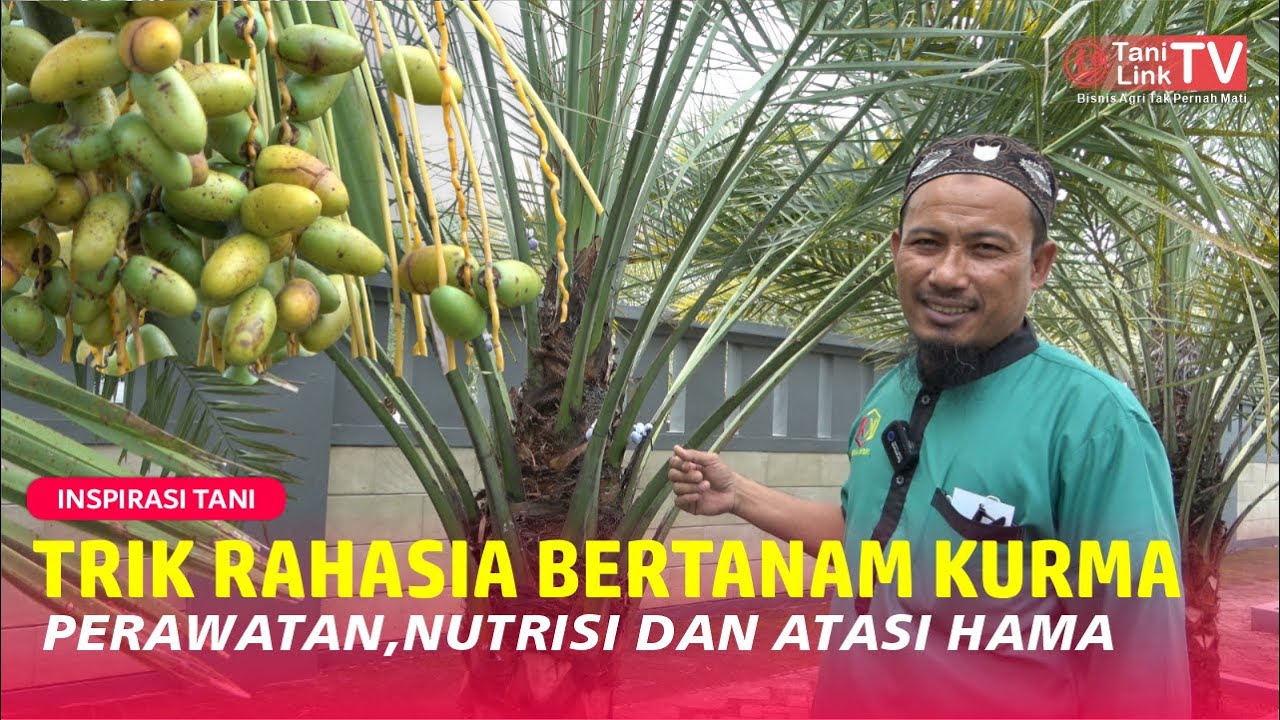 Panduan Budidaya Kurma Agar Berbuah Lebat, Manis dan Bisa Panen Sepanjang Musim
