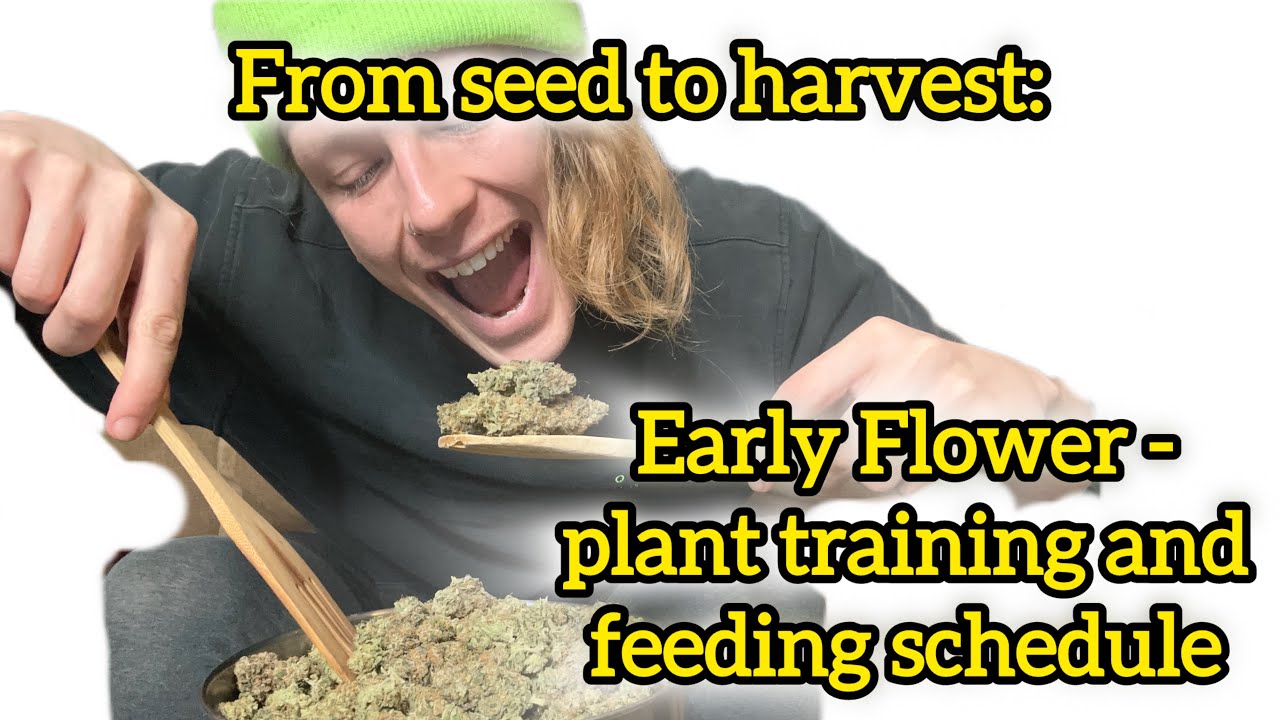 From seed to harvest: Early flower feeding schedule, plant training techniques, and irrigation