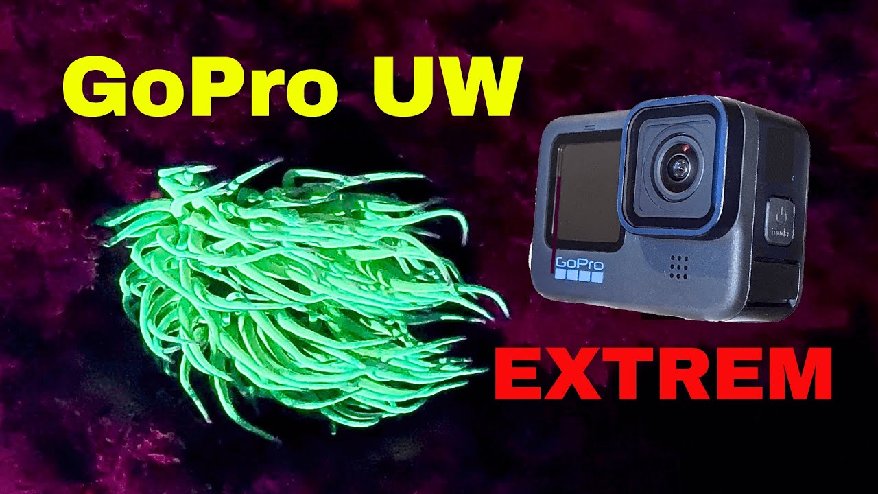 GoPro im extremen Einsatz | Fluoreszenz - das geheime Leuchten von Tieren und Pflanzen unter Wasser