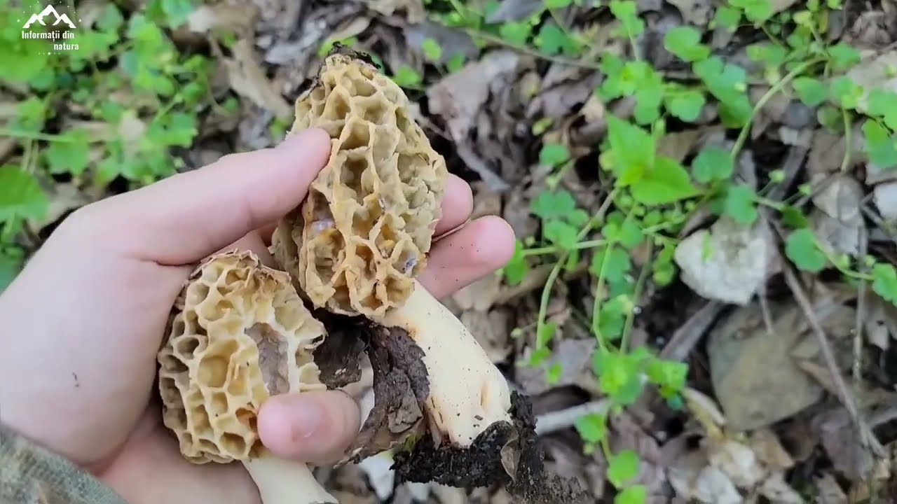 Zbarciogul galben - Cea mai delicioasa ciuperca din lume / Unde se gaseste în Romania? Rețetă
