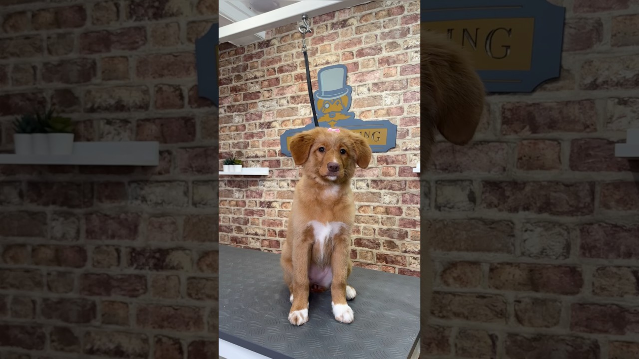 Doggy Daily, выпуск 404: Дафна Толлер 🐾 #толлер #щеноктоллер #уходзасобаками