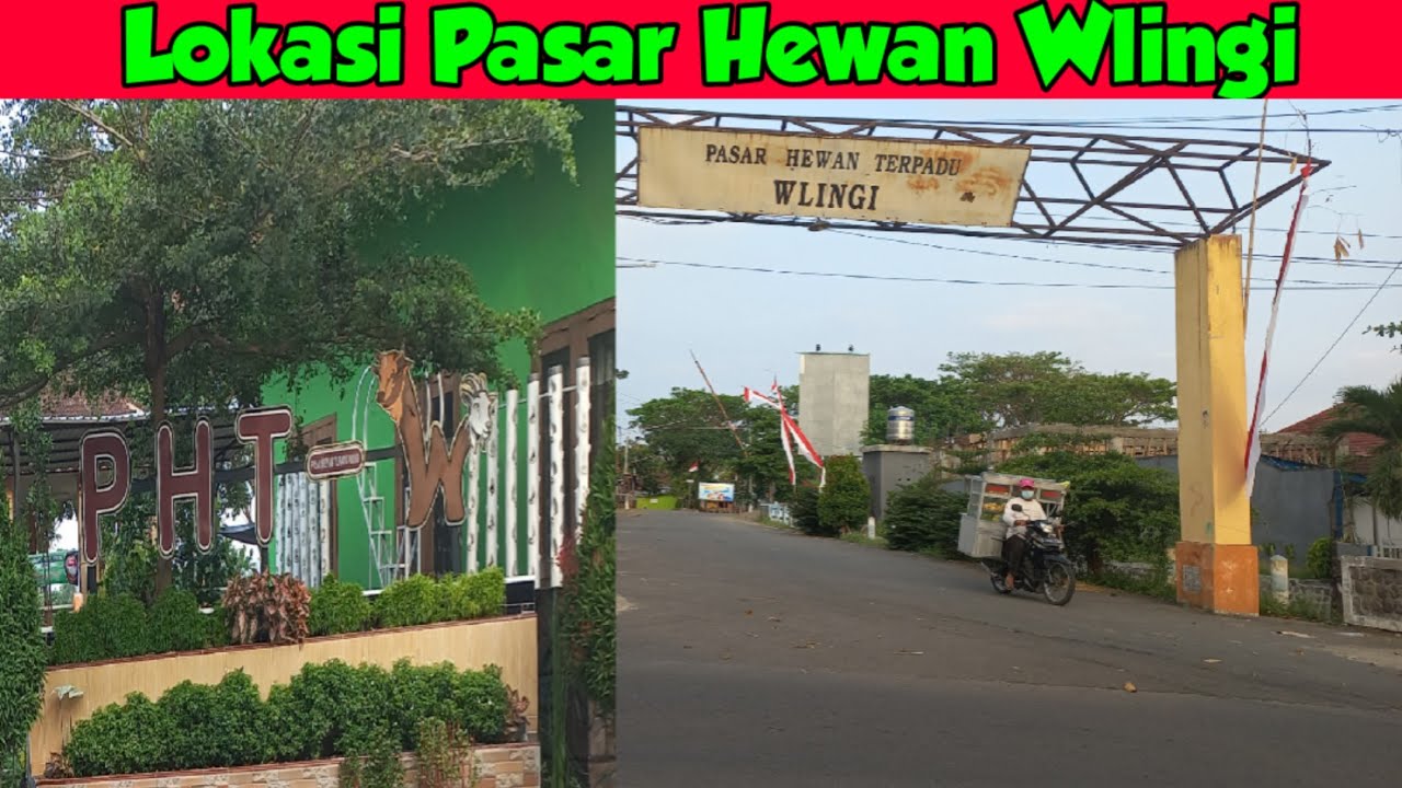 Lokasi Pasar Hewan Wlingi Kabupaten Blitar Sapi Kambing Ada di Sini