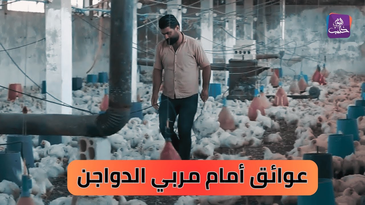 تقلبات الأسعار وارتفاع التكاليف تهدد استمرارية قطاع تربية الدواجن في إدلب | نبض المجتمع