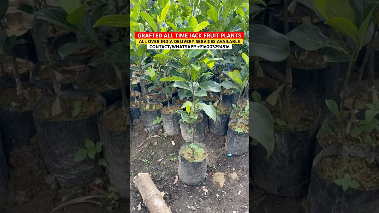 ALL TIME GRAFTED JACKFRUIT PLANTS FOR SALE || JACKFRUIT PLANTS NURSERY #jackfruit #jackfruitplant