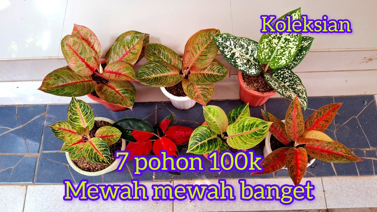 7 pot 100k keleksian mewah#tanaman hias.