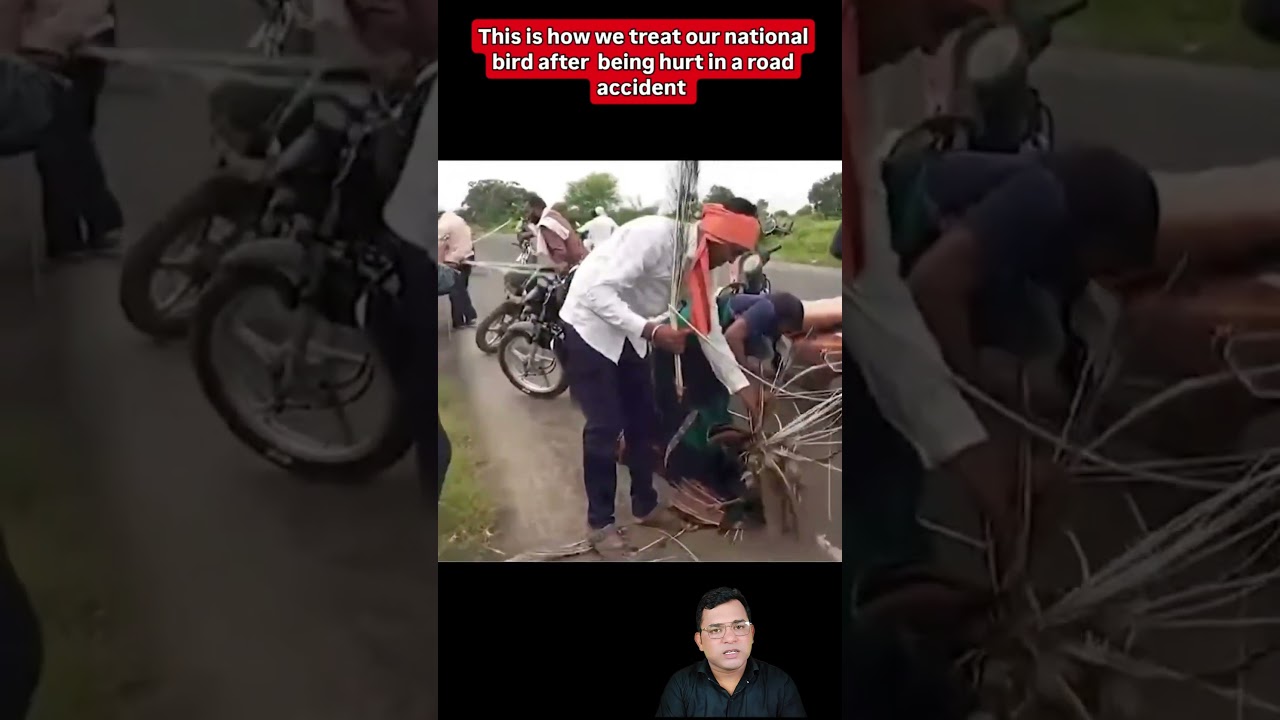 Peacock Road Accident. #viralshorts #reels #shorts #short #shortvideo #viralvideo #news #newsupdate