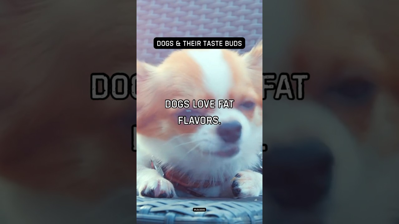 Dogs love fat flavors. High energy reward.