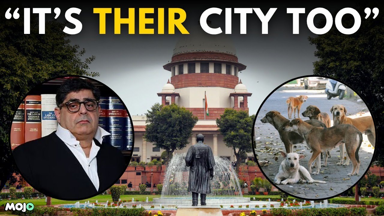 Stray Dogs Across India Under Threat | What the Latest Supreme Court Order Could Mean