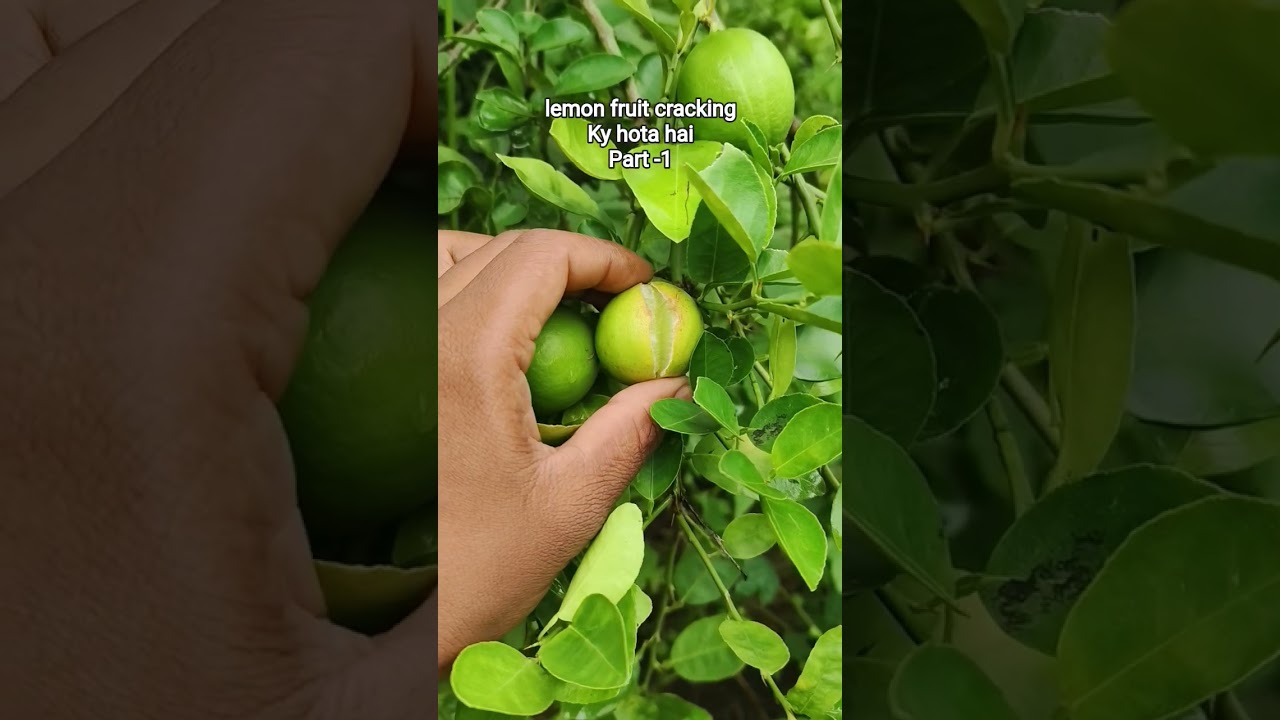 🌱lemon fruit cracking ky hota hai 🌱#fruit