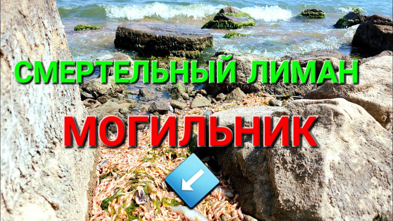 Хаджибейский лиман. Экологическая катастрофа. Мор рыбы. Трупы плавают в воде. Одесса. #зоотроп