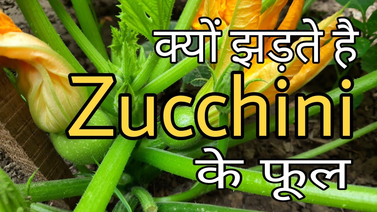 क्यों झड़ते हैं Zucchini के फूल | Cause of Zucchini Fruit falling off the Plant | Hand pollination |
