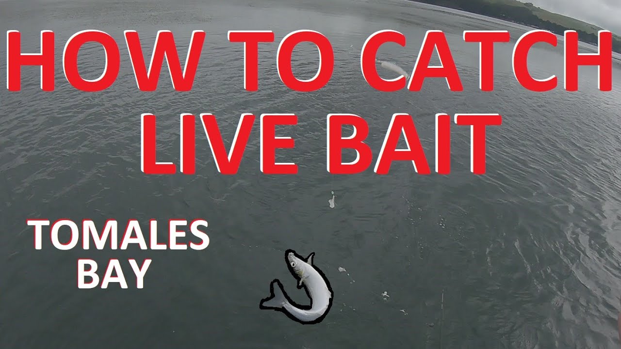 How To Catch Smelt For Live Halibut Bait | Tomales Bay, California