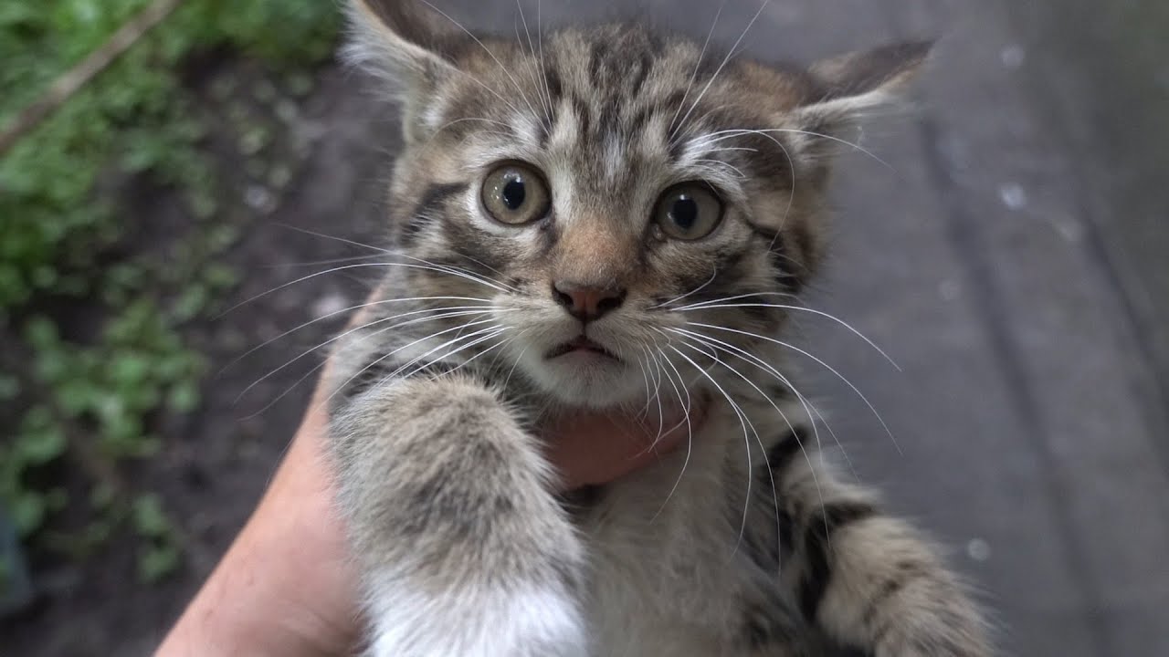 I adopted kitten from a dirty basement