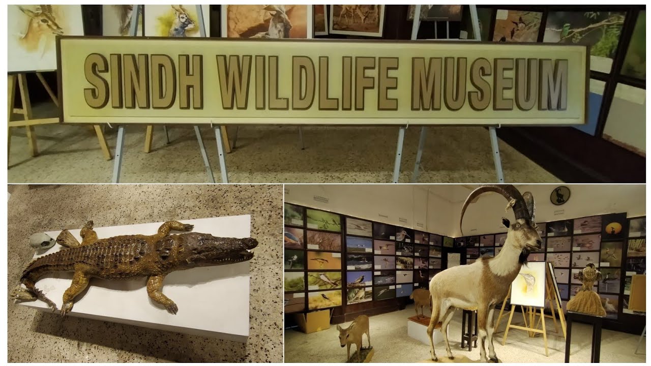 At Sindh Wildlife Museum || Exploring My pakistan ||
