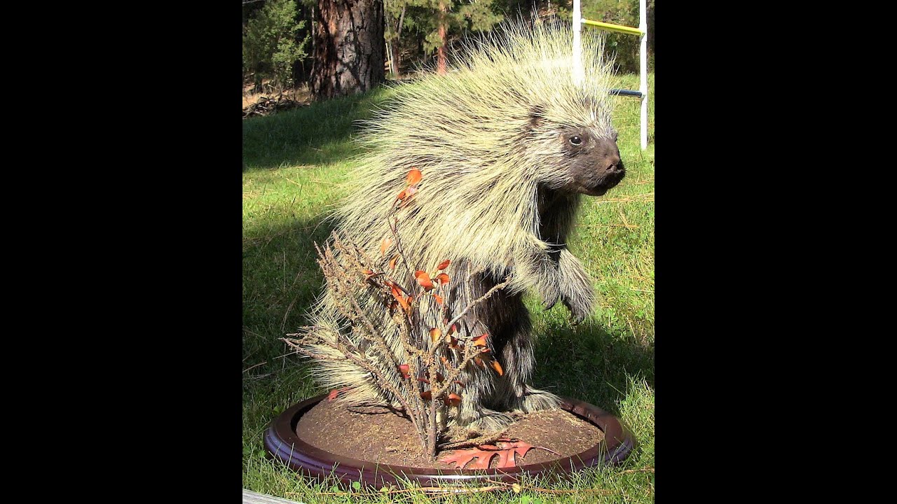 PorcupineMount