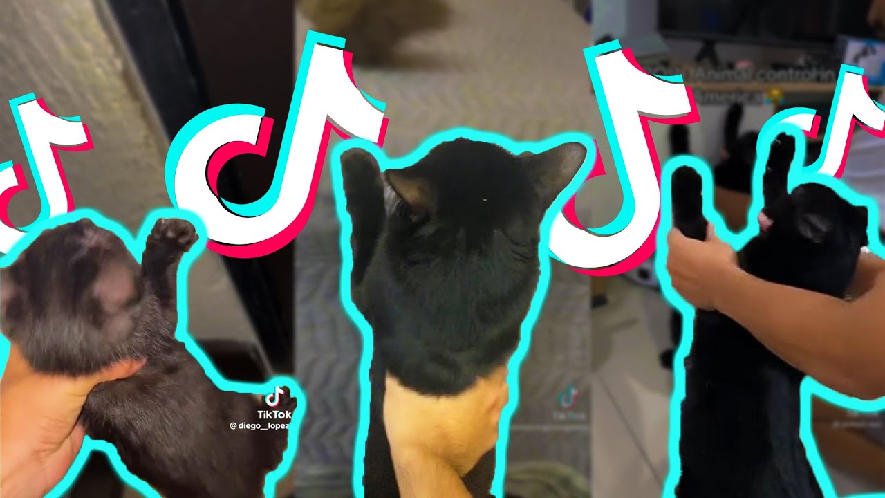 Animal Control In America (Funny TikTok Meme) - TikTok Compilation