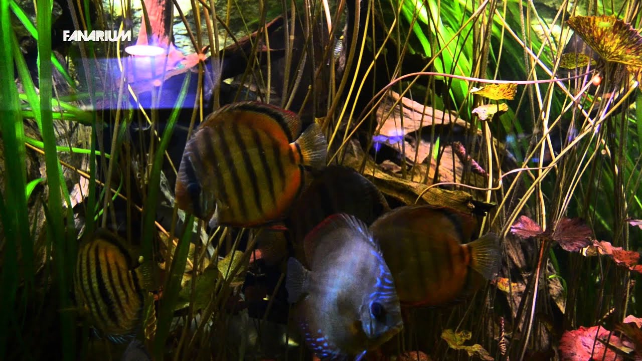 Symphysodon discus & S. aequifasciatus at Aquarium Tropical de la Porte Dor&eacute;e (Paris - France)