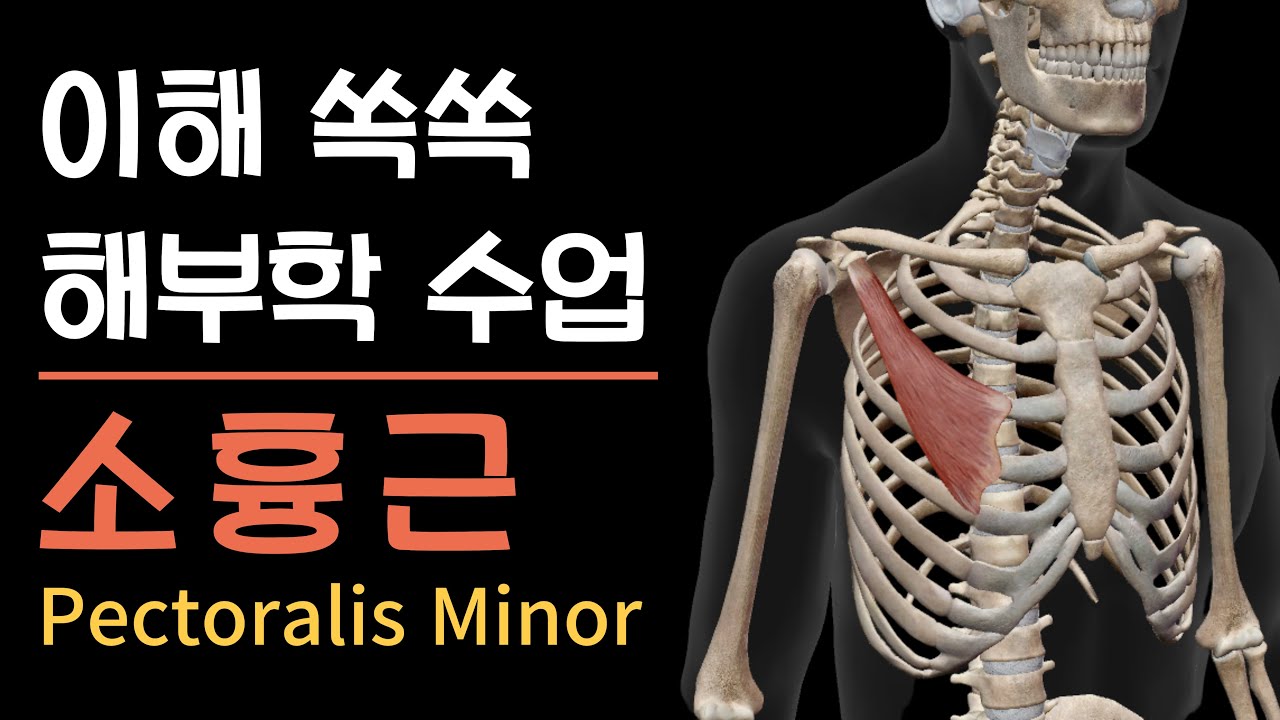 [이해 쏙쏙 해부학] 견갑골을 조종하는 작지만 강한 근육, 소흉근