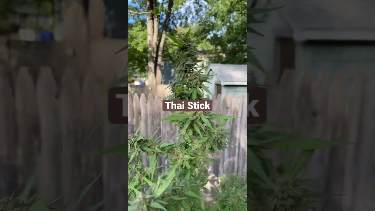 Thai Stick