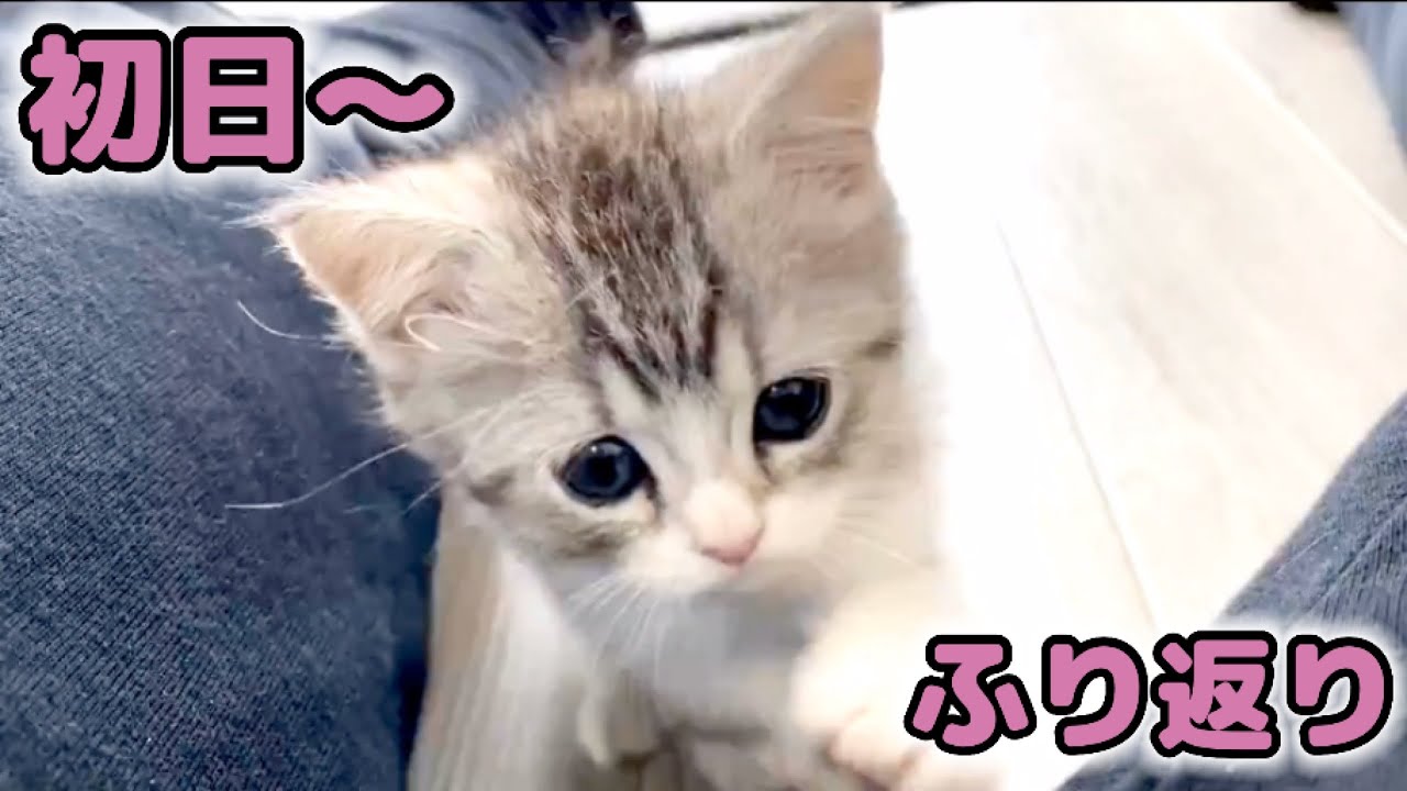 家に来たばかりの子猫がかわいすぎました‥