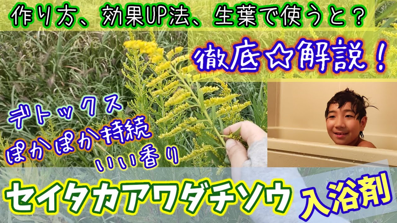 デトックス効果！セイタカアワダチソウ入浴剤徹底解説