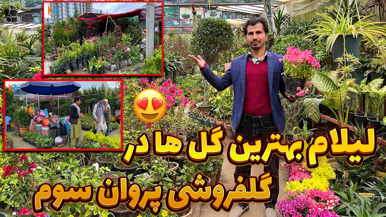 گزارش ویژه جویا از گلفروشی های پروان سوم/لیلام صد نوع گل های کم پیدا