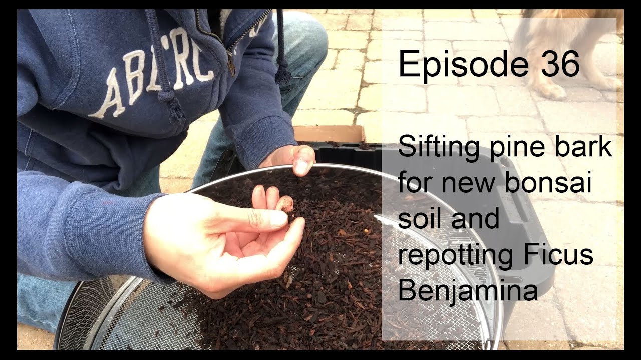 Episode 36, Sifting Pine Bark for Bonsai Soil 2.0 and Repotting/wiring Ficus Benjamina(weeping fig)