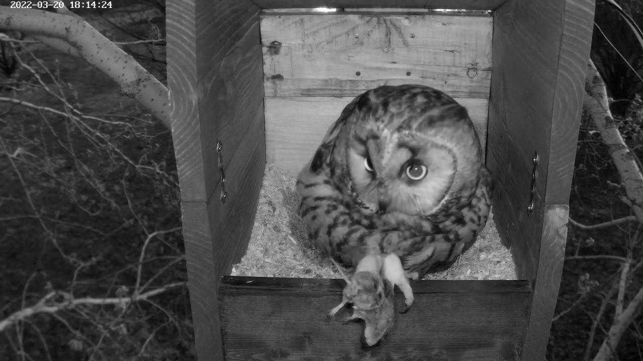20/03/2022 : Male Long-eared Owl brings food for the female
