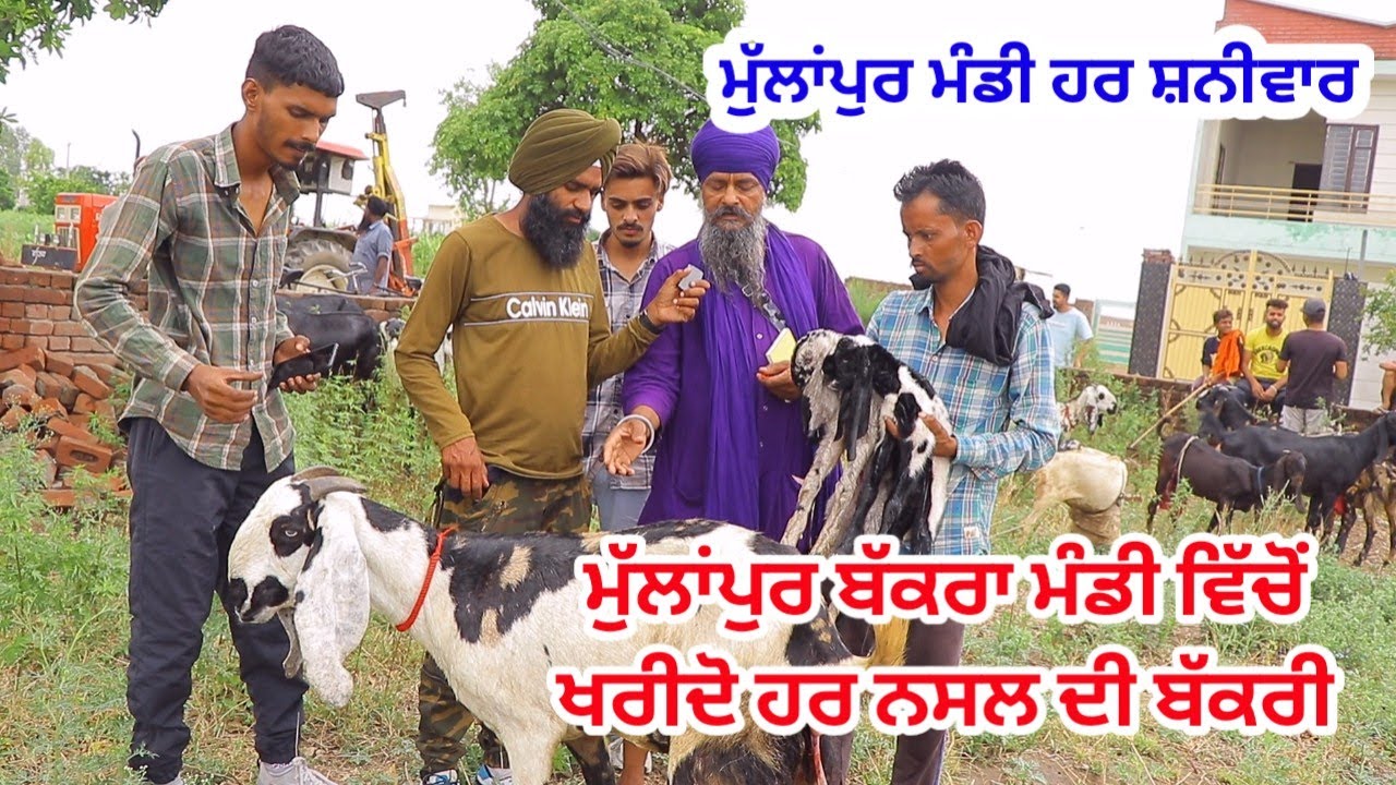 ਮੁੱਲਾਂਪੁਰ ਬੱਕਰਾ ਮੰਡੀ  Mullanpur Bakra Mandi - Goat farming @ILTILANATV
