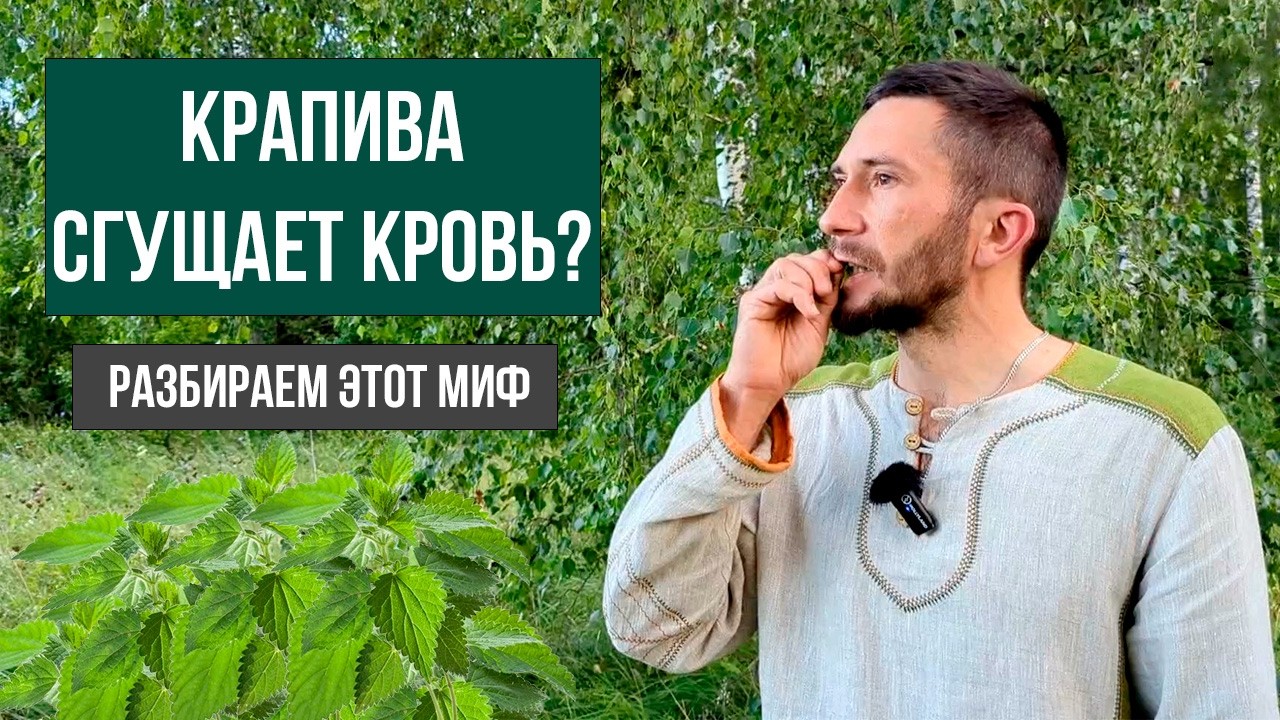 Крапива сгущает кровь? Главная ошибка при приёме крапивы