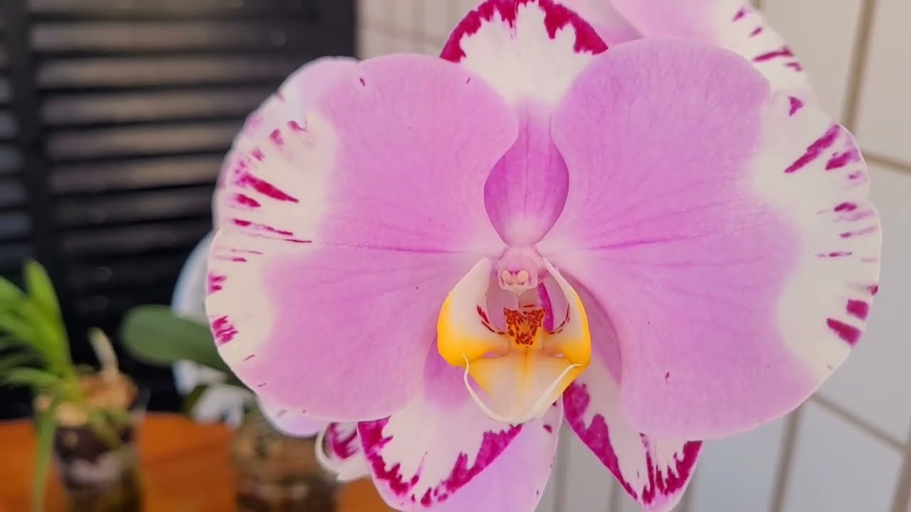 COMO ESTAO AS PHALAENOPSIS QUE FORAM REPLANTADAS   #orchid #orquideas 