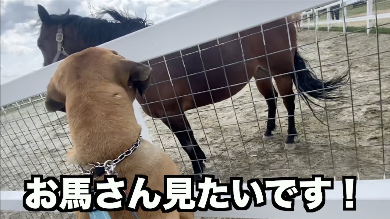 犬連れ動物園！ワールド牧場