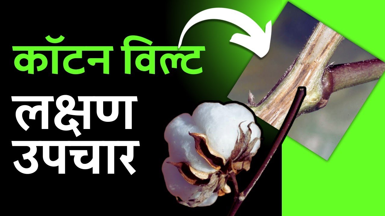 Cotton Wilt | Cotton Wilt Disease | Wilt of Cotton | Cotton Diseases and their control