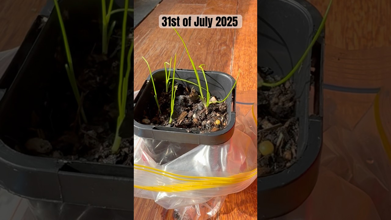 Growing Black Boy Grass Trees from Seed 
