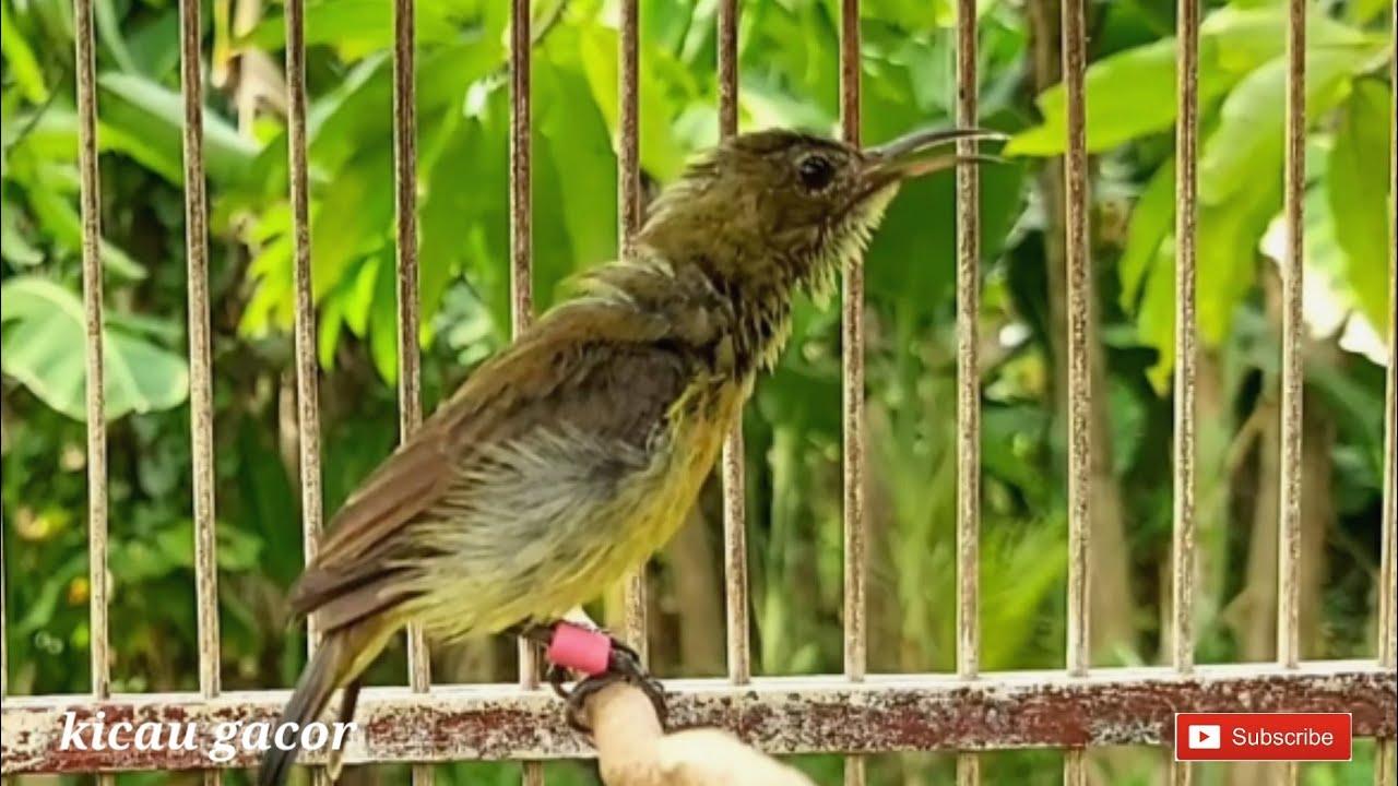 kolibri ninja (konin) ijoan gacor full isian durasi panjang cocok untuk Masteran konin bahan