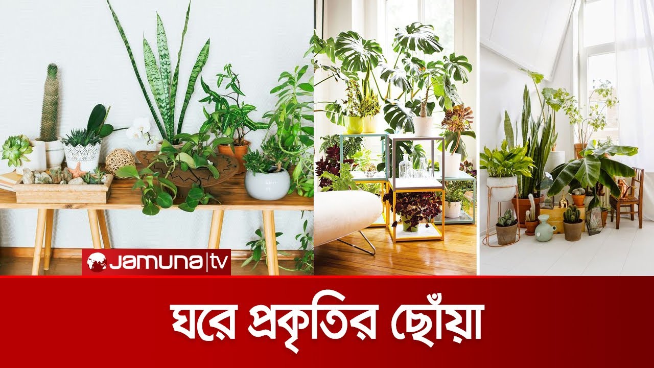 ইনডোর প্ল্যান্টের যত্ন নেবেন কীভাবে? জেনে নিন কিছু সহজ টিপস | Indoor Plants