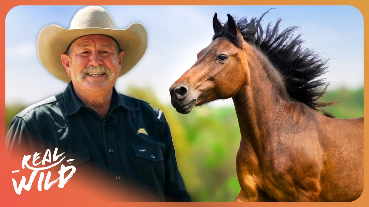 Can Pat Parelli Tame a Horse That Hospitalised Its Owner?