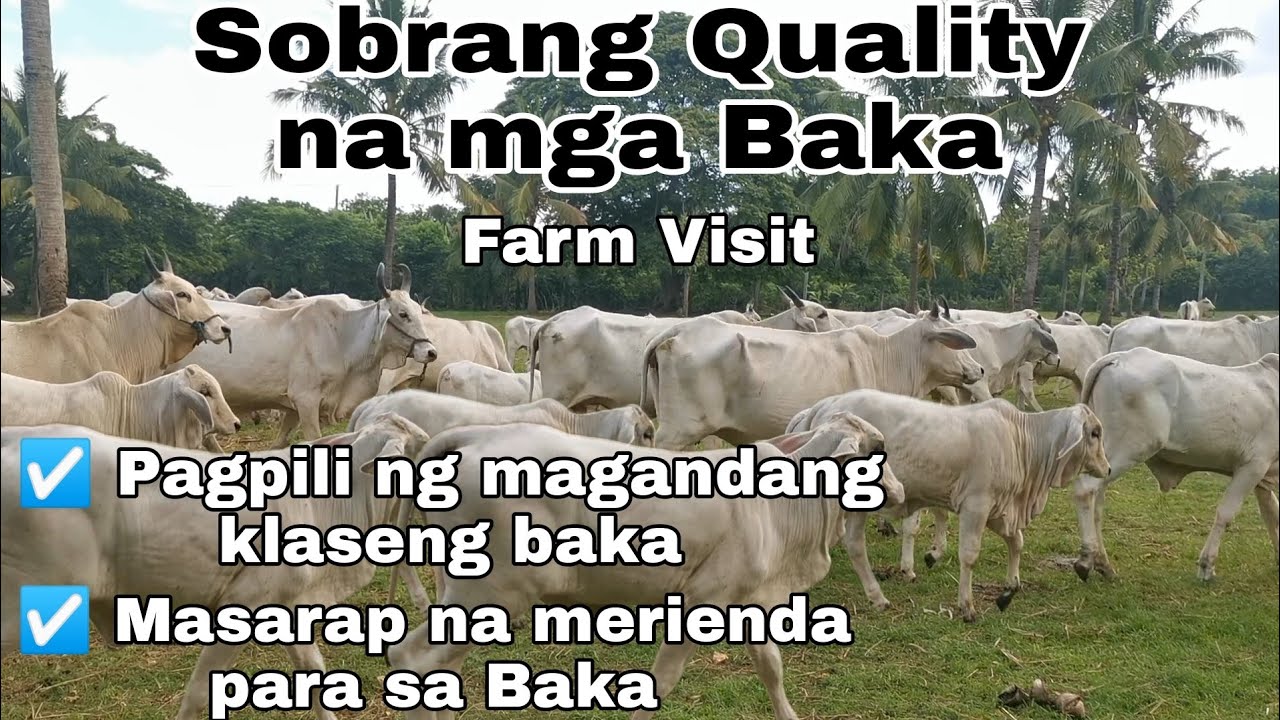 MAGAGANDANG KLASENG BAKA! | Farm Visit sa Bakahan ni Ka Ado | Cattle Farming Philippines