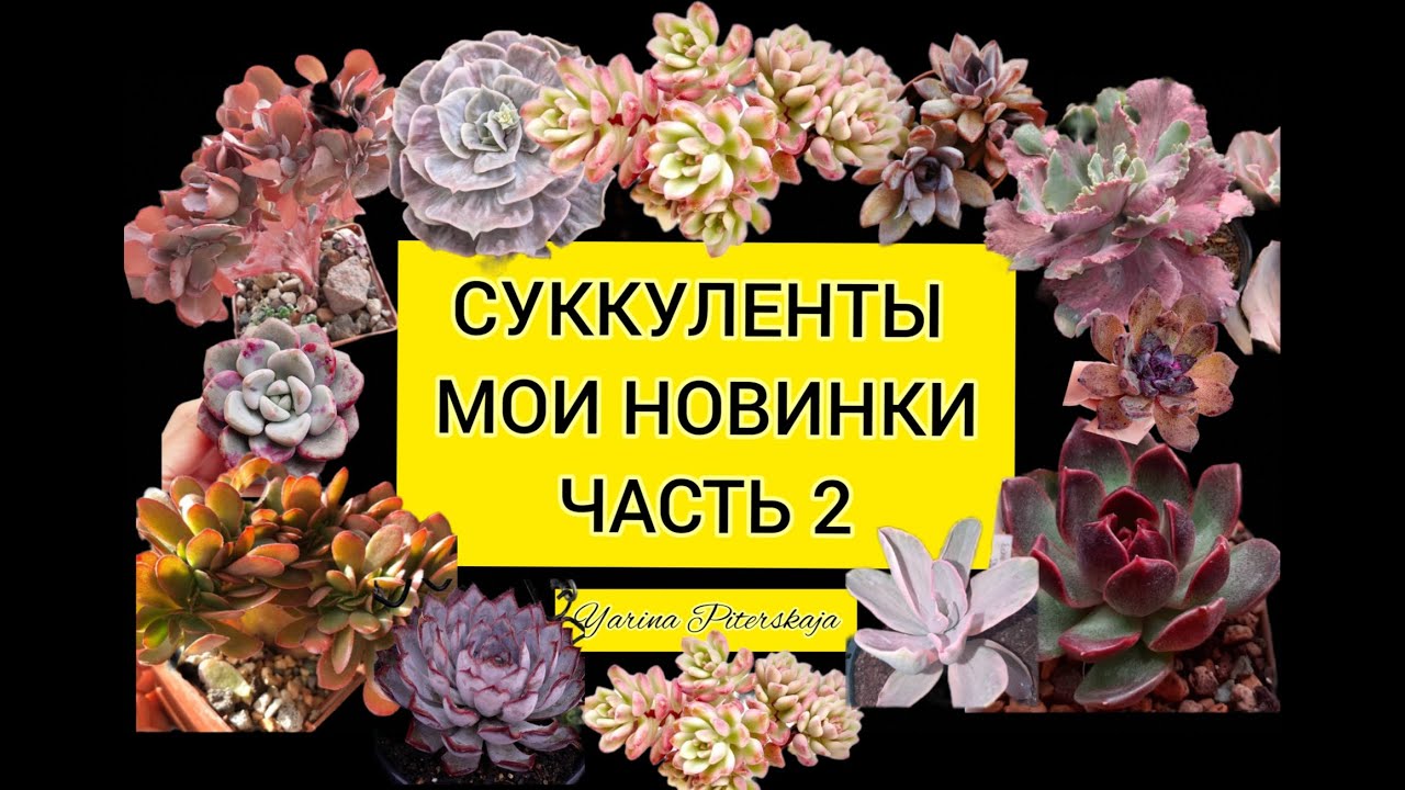 Суккуленты. Мои новинки. Часть 2.