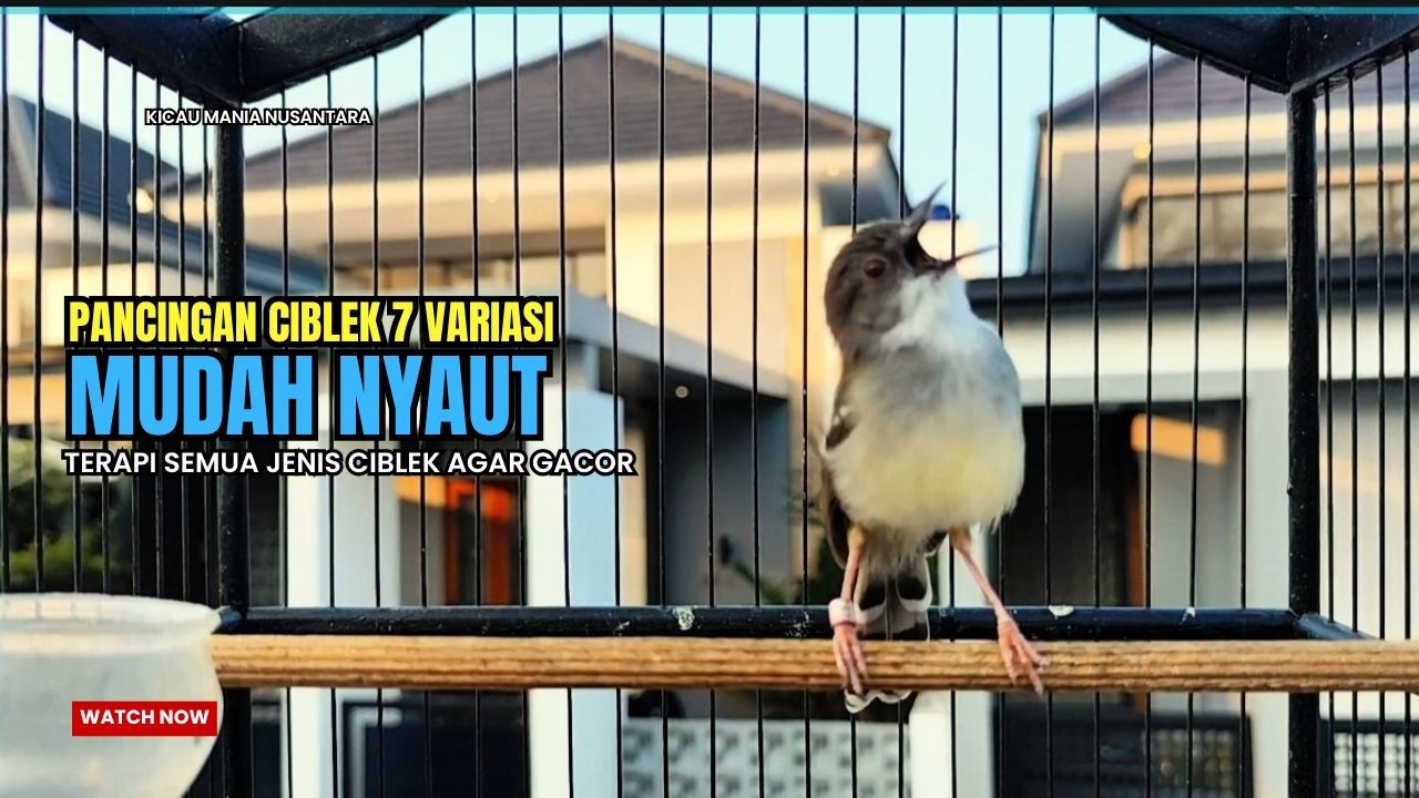 suara burung CIBLEK GACOR NGEBREN Pancingan Ciblek Semi bahan jadikan ciblek kristal gacor Tarung