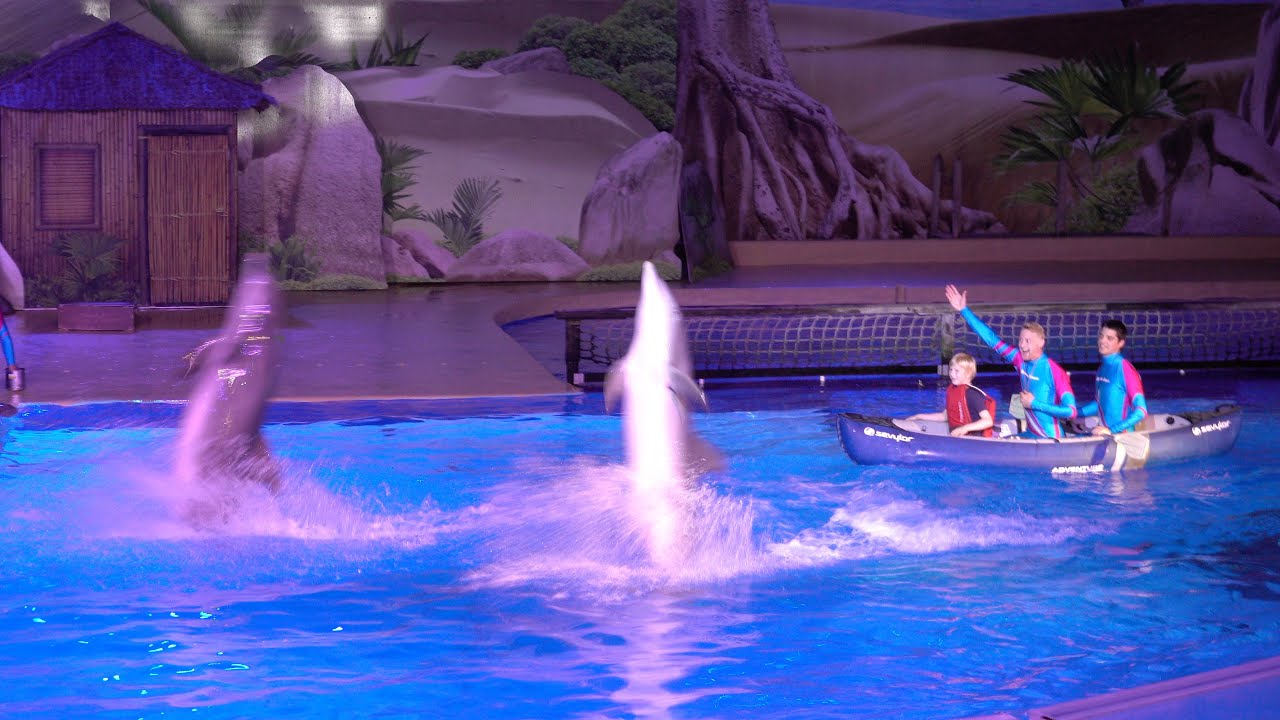 Dolfijnen show Dolphin Bay Adventure Boudewijn Seapark 2016. :)