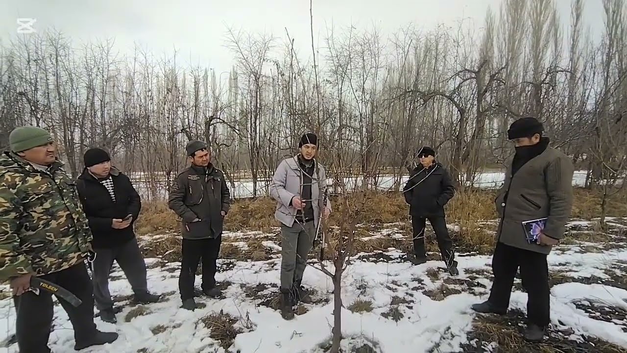 Интенсивдуу гилас тарбиялоо