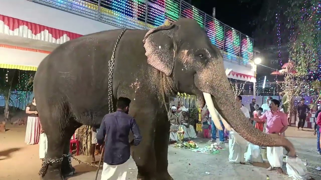 Palkulangara Ooruttu | ഊരുചുറ്റല് | Ooru Chutta l Ezhunnallathu | എഴുന്നള്ളത് | Preparation 🐘