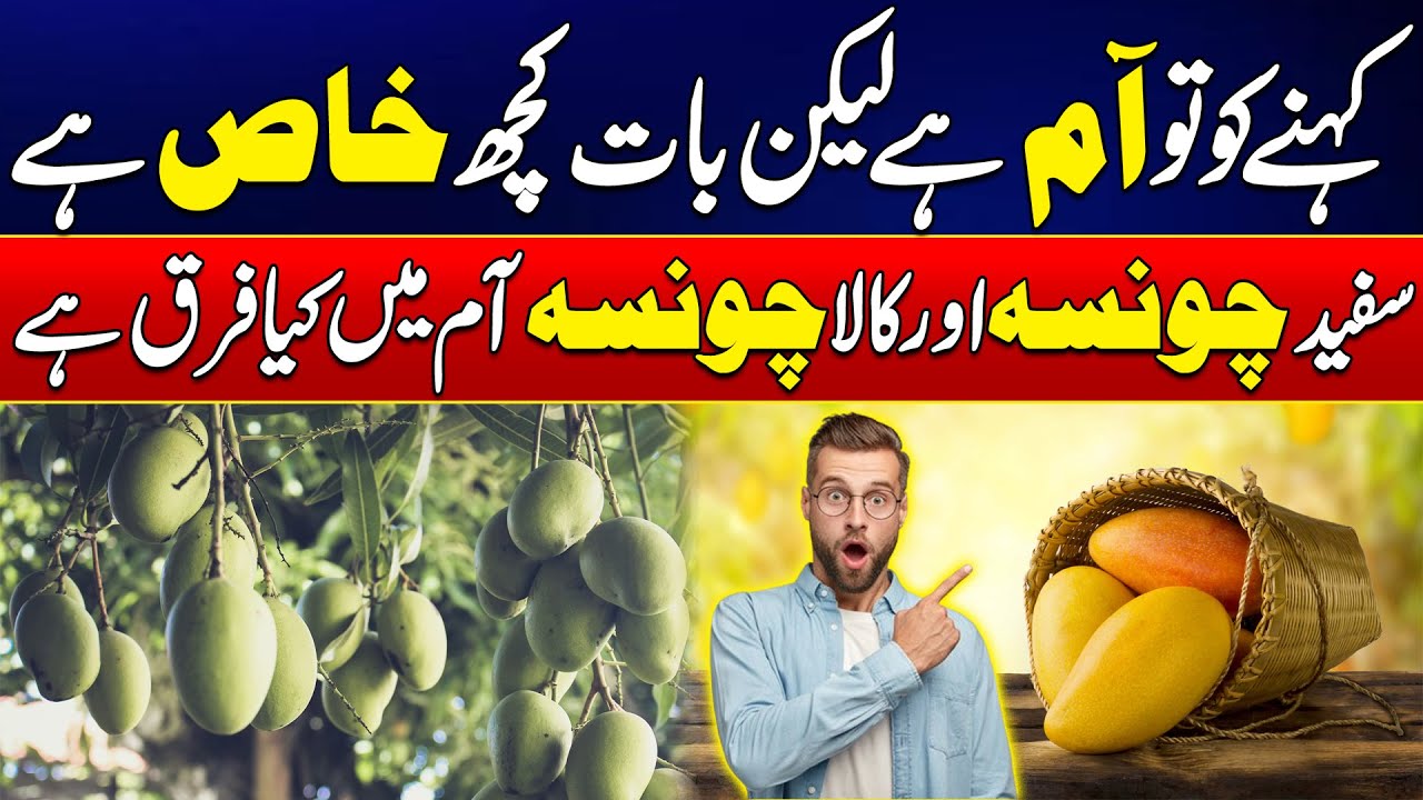 Information about Mango varieties l White Chaunsa vs Black Chaunsa | City 41