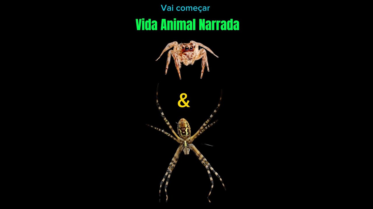 Vida Animal Narrada - Aranha saltadora e Aranha de prata