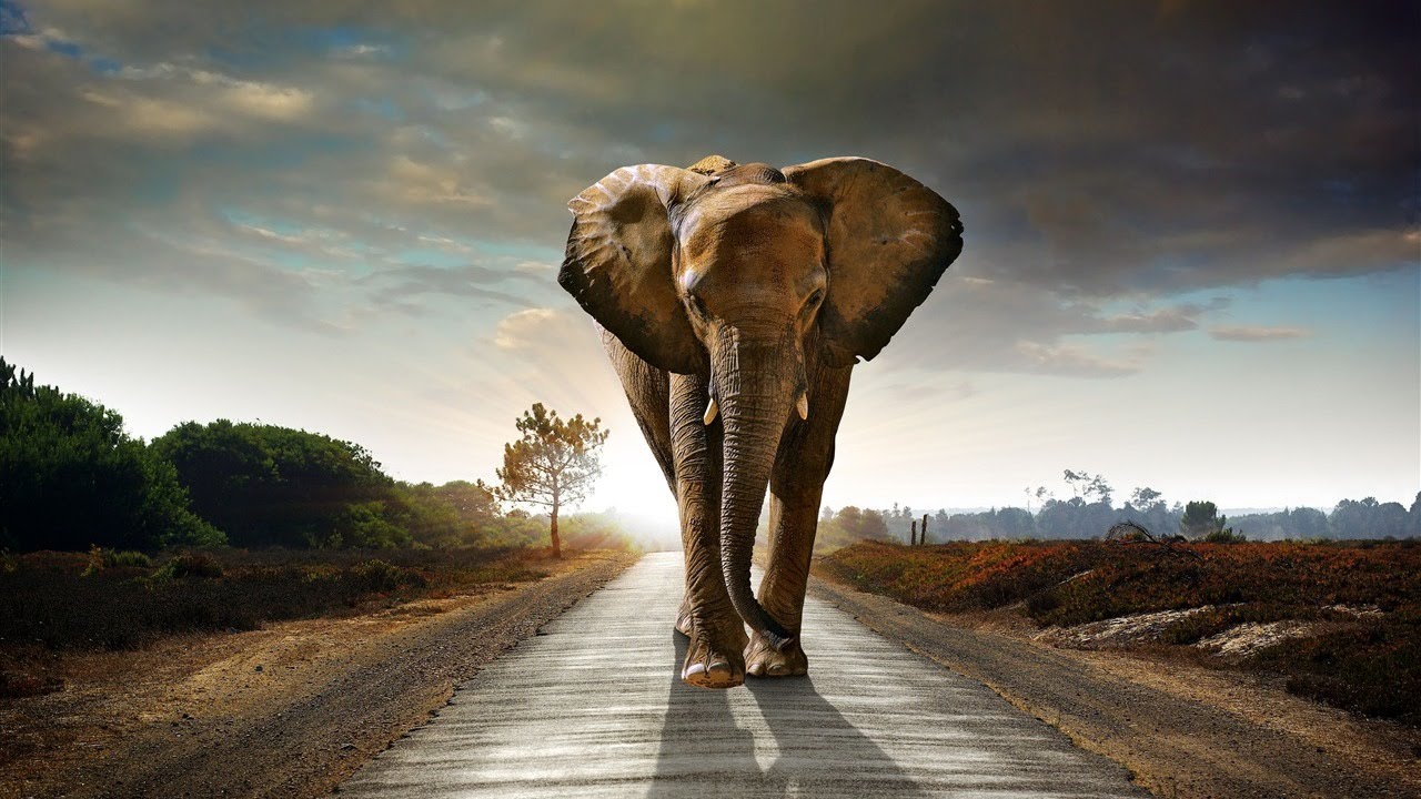 Kamahl ~ The Elephant Song Lyrics