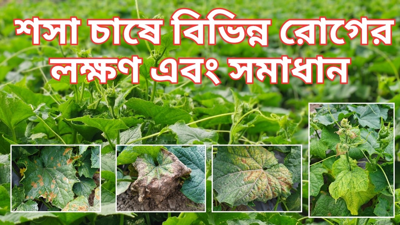 শসা চাষের বিভিন্ন ধরনের রোগের সমস্যা নিয়ে আলোচনা I শসা চাষে মালচিং পদ্ধতি ব্যবহার কতটা লাভজনক।