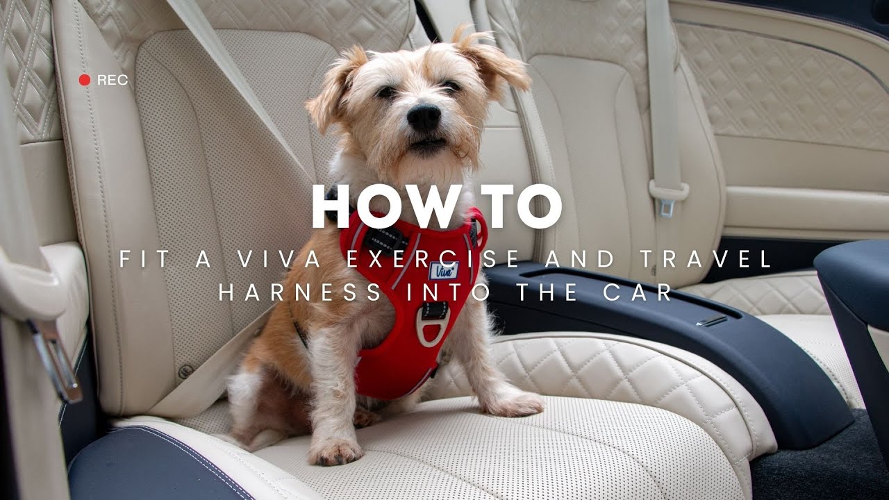 How to fit a Viva Exercise and Travel Harness in the car